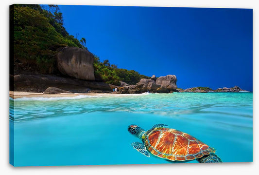 Tropical green turtle