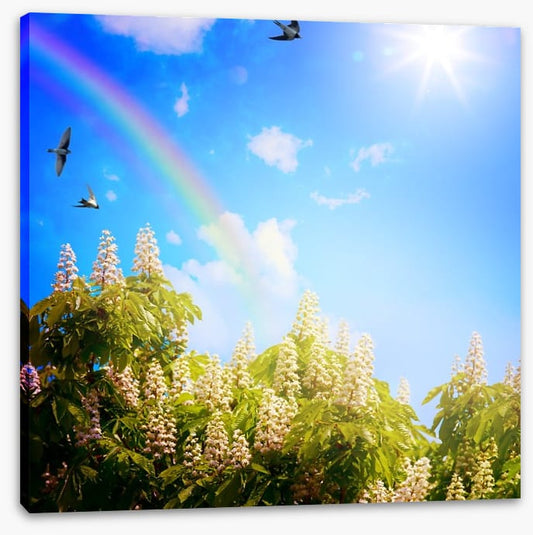 Rainbows