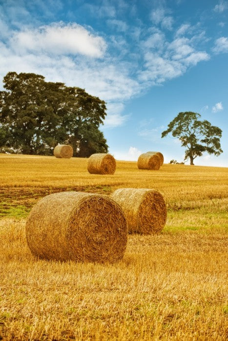 Hay bale harvest