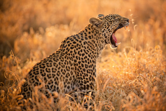 Big yawn
