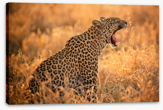 Big yawn