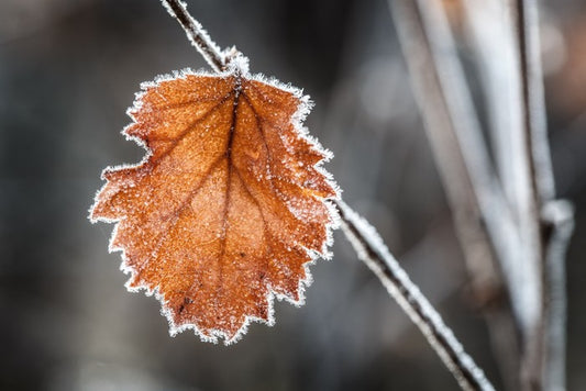 The last Autmn leaf