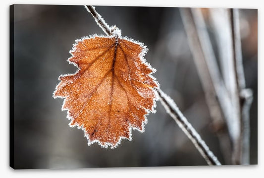 The last Autmn leaf