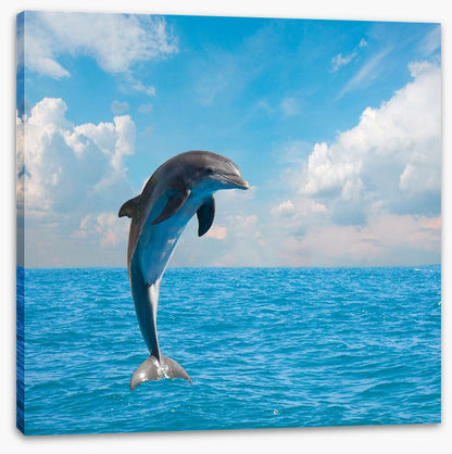 Jumping dolphin