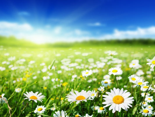 Daisy meadow