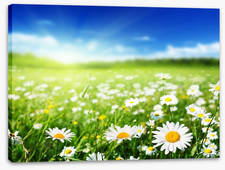Daisy meadow