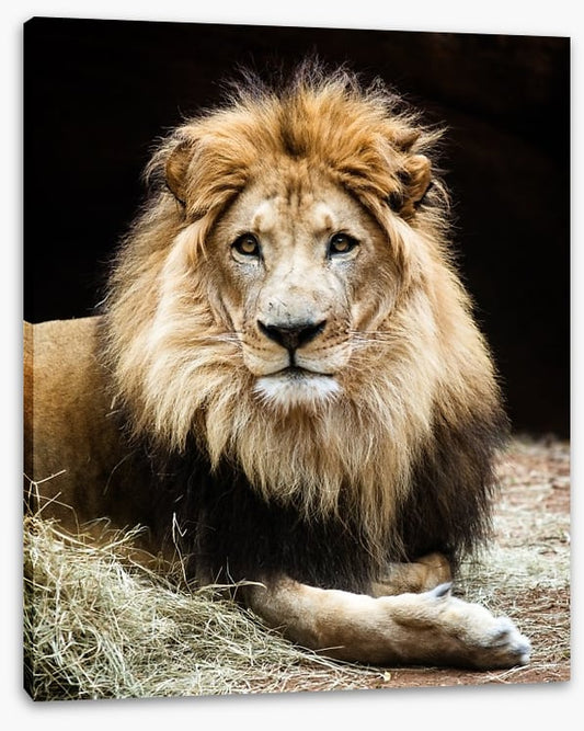 The lion king