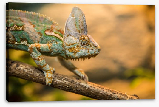 Reptiles / Amphibian