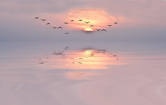 Soft pink dawn