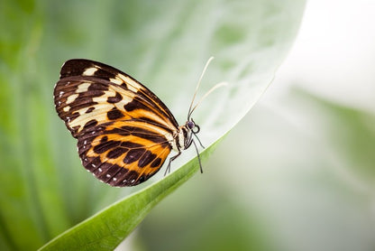 Insects