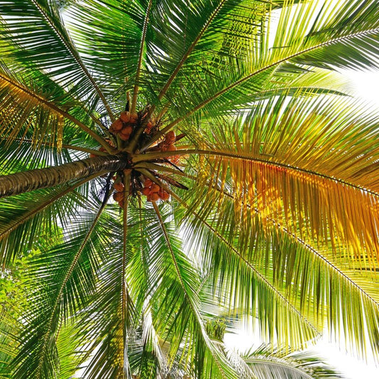 Under the coconut tree