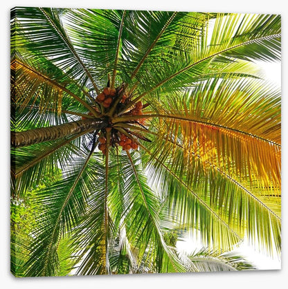 Under the coconut tree