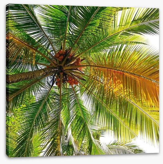 Under the coconut tree