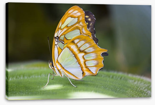 Insects