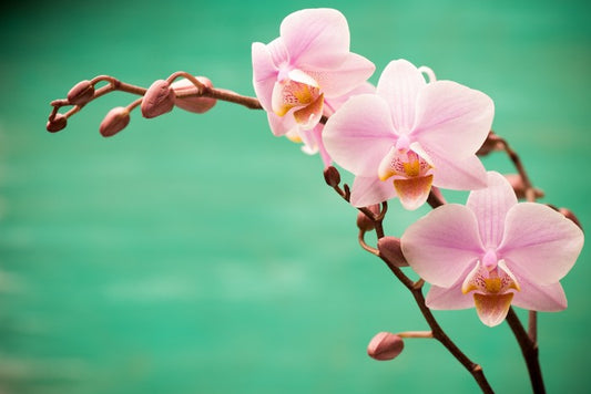 Soft pink fragility