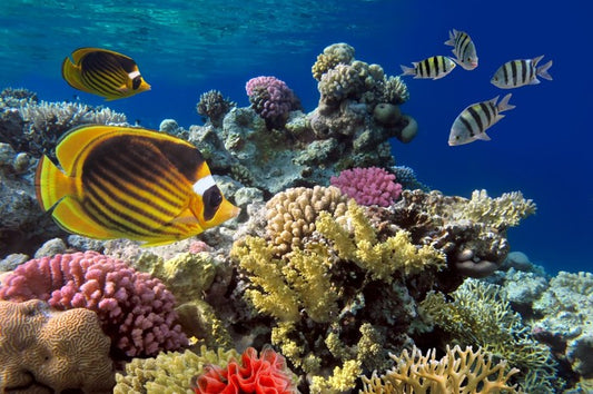 Coral sea swim
