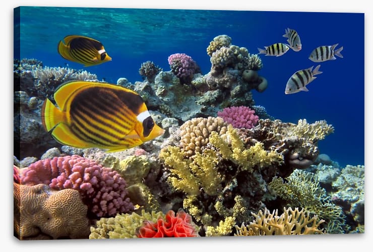Coral sea swim
