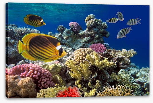 Coral sea swim