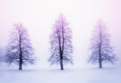 Three winter trees