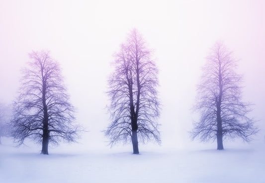 Three winter trees
