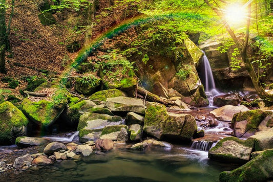 Forest falls rainbow