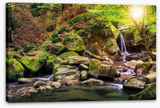 Forest falls rainbow