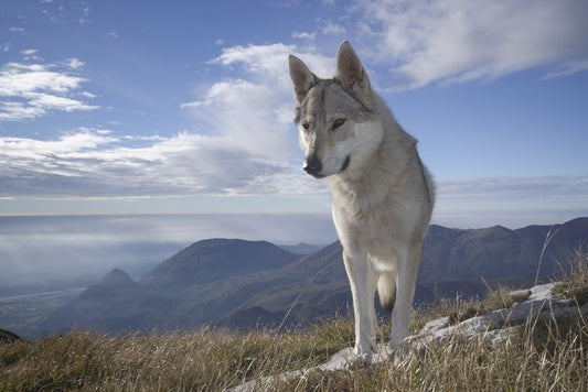 Lone wolf