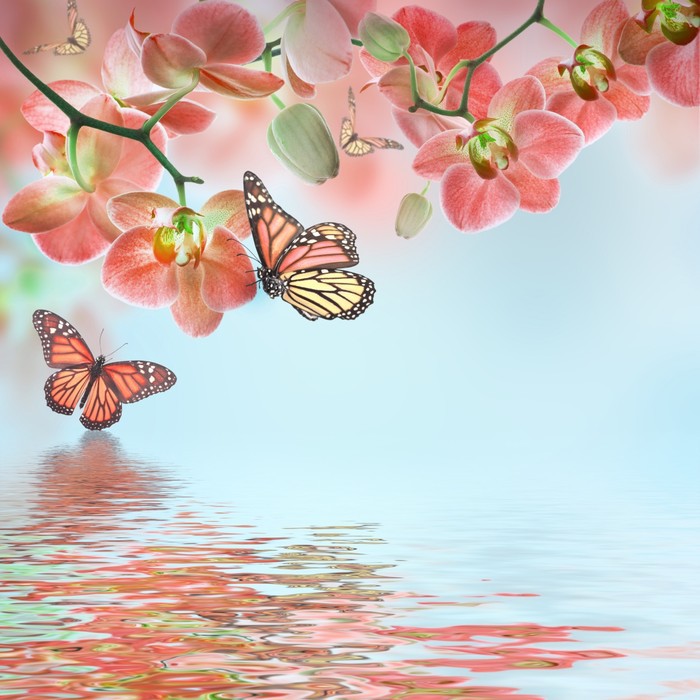 Butterfly zen