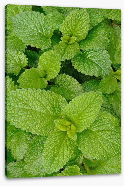 Mint condition