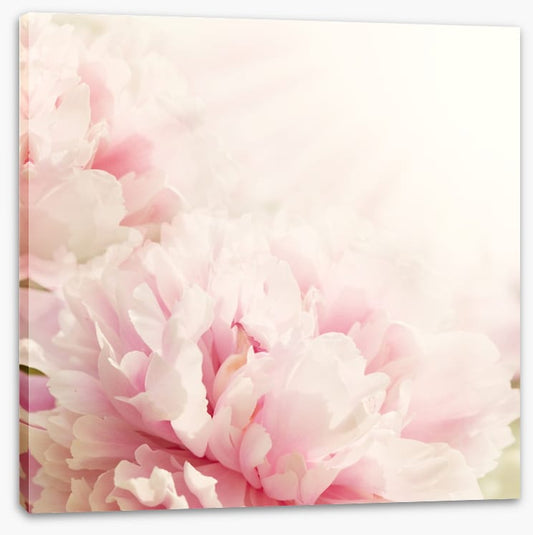 Soft pink peony