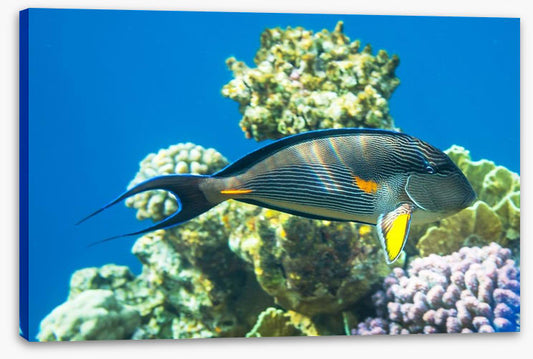 Fish / Aquatic