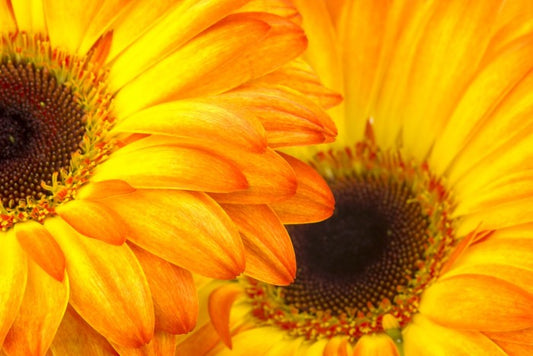 Sunshine petals
