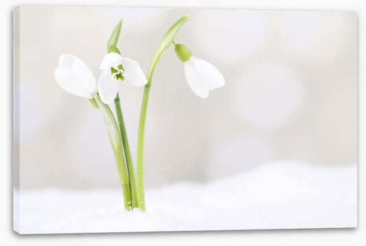 The first snowdrops