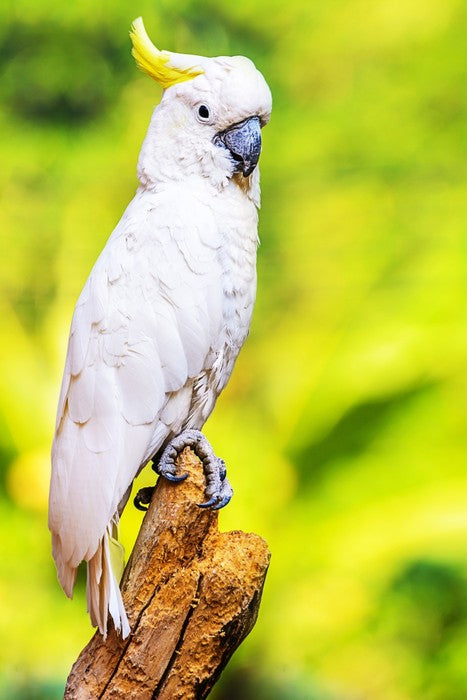 Yellow crested cockatoo