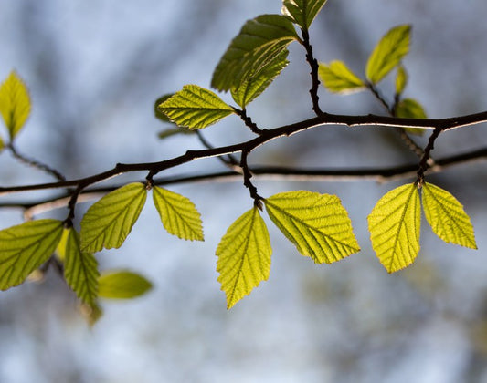 Leaves