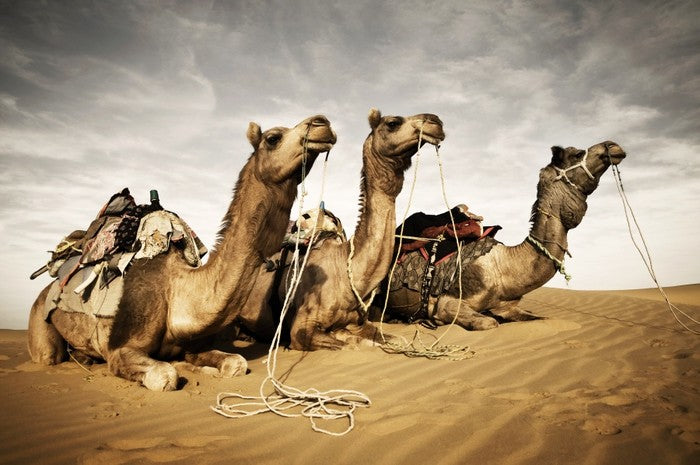 Three camels