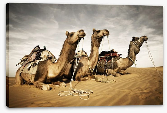 Three camels