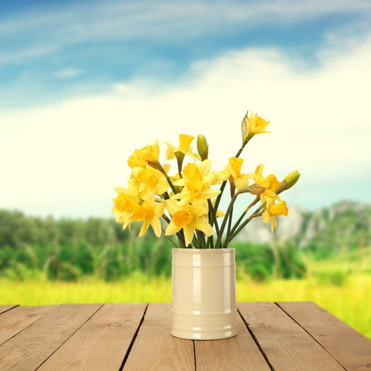 Yellow daffodils
