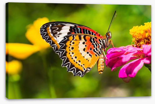 Yellow lacewing