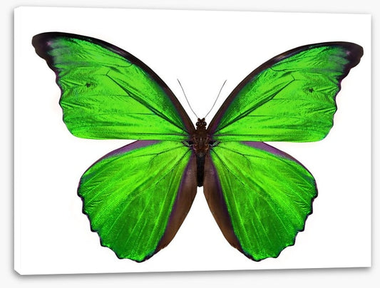 Emerald butterfly