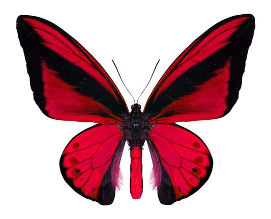 The vibrant monarch
