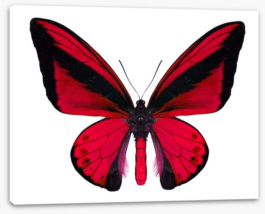 The vibrant monarch