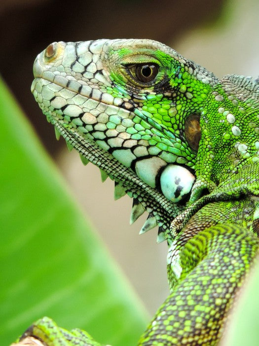 Reptiles / Amphibian