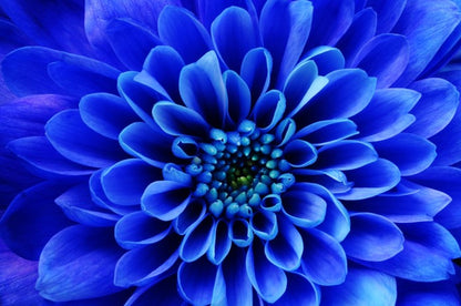 Blue aster