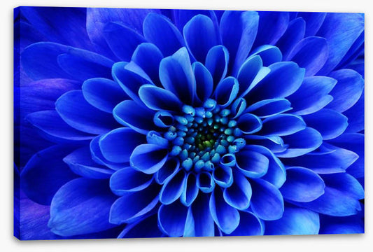 Blue aster