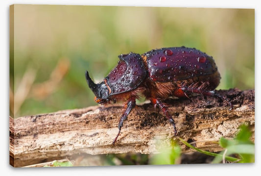 Insects