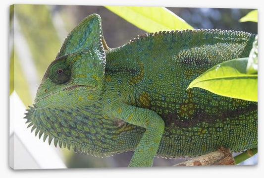 Reptiles / Amphibian