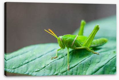 Insects
