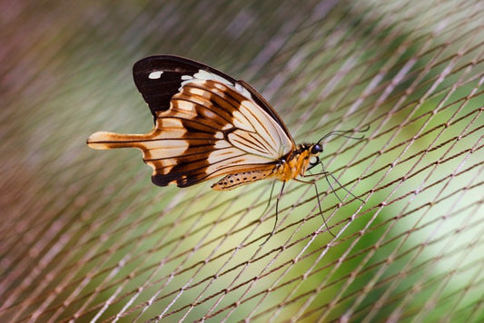 Insects