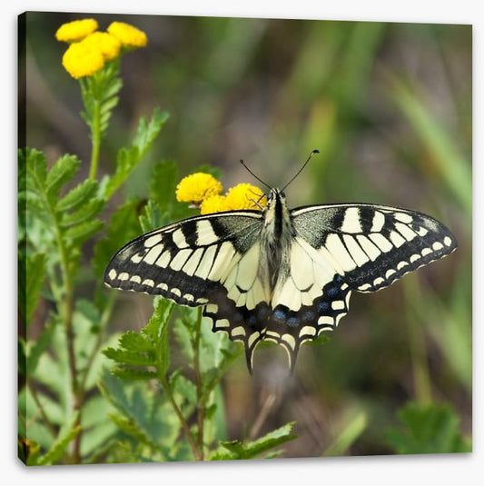 Insects